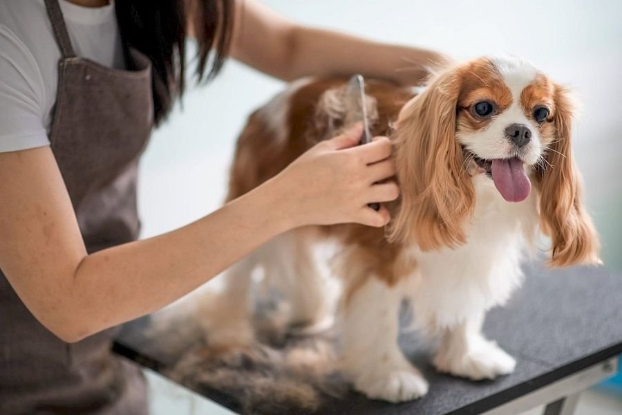 Dubai Pet Ownership 2026: Growth, Trends & Insights