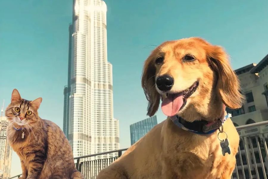 Pets in Dubai: How to Import Cats or Dogs to UAE: 2026 Permits, Vaccinations & Essentials