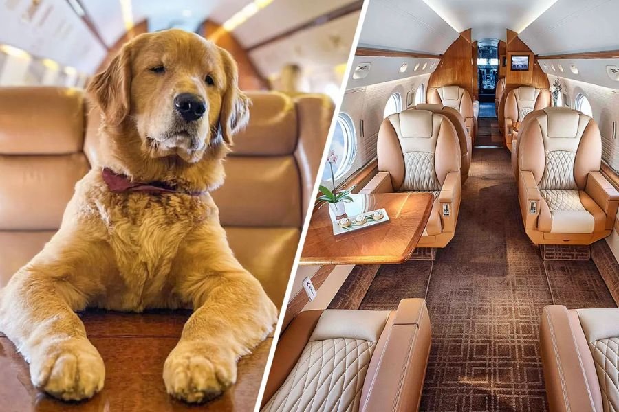 Pets in Dubai: Pet Flight Safety Guide 2026: Comfort Tips for Dogs & Cats to Dubai