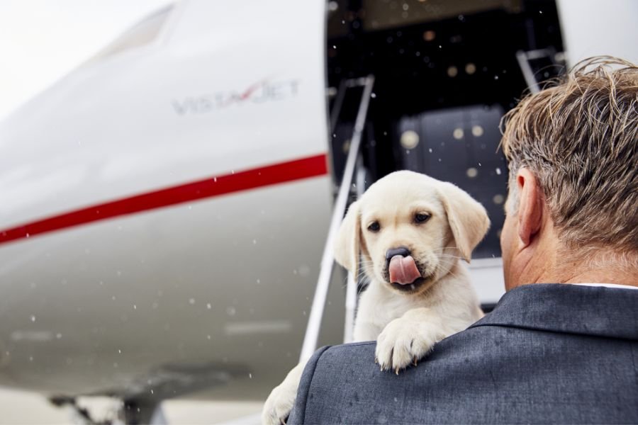 Top Airlines Allowing Pets in Cabin 2026: Dubai Travel Guide
